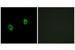 Immunofluorescence (IF) image for anti-Ribosomal Protein S9 (RPS9) (Internal Region) antibody (ABIN1850599) (RPS9 抗体  (Internal Region))