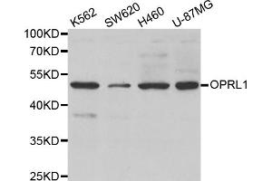 Western blot analysis of extracts of various cell lines, using OPRL1 antibody. (OPRL1 抗体)