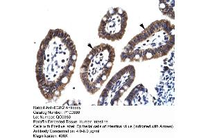 Human Intestine (EGR2 抗体  (C-Term))