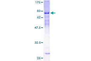 ZNF19 Protein (AA 1-458) (GST tag)