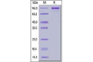 SDS-PAGE (SDS) image for Receptor Tyrosine-Protein Kinase ErbB-3 (ERBB3) (AA 20-643) (Active) protein (Fc Tag) (ABIN6938840)