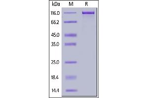 Human ErbB3, Mouse IgG2a Fc Tag on  under reducing (R) condition. (ERBB3 Protein (AA 20-643) (Fc Tag))