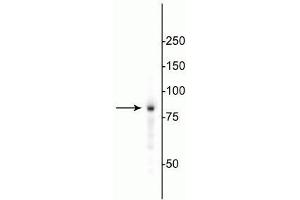 Western blot of HeLa cell lysate showing specific immunolabeling of the ~85 kDa EWS protein. (EWSR1 抗体)