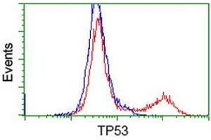 Image no. 7 for anti-Tumor Protein P53 (TP53) antibody (ABIN1499968) (p53 抗体)