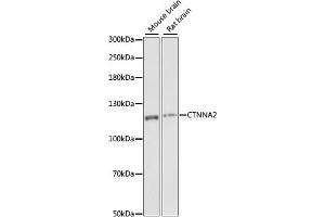 CTNNA2 Antikörper  (AA 150-300)