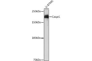 Western blot analysis of extracts of U-87MG cells, using Caspr11 Rabbit mAb (ABIN1678680, ABIN7101562, ABIN7101563 and ABIN7101564) at 1:1000 dilution. (CNTNAP1 抗体)