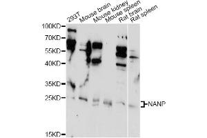 Western blot analysis of extracts of various cell lines, using NANP antibody (ABIN6291653) at 1:1000 dilution. (NANP 抗体)