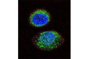 Confocal immunofluorescent analysis of PTEN antibody with MCF-7 cells followed by Alexa Fluor 488-conjugated goat anti-rabbit lgG (green). (PTEN 抗体  (AA 371-403))