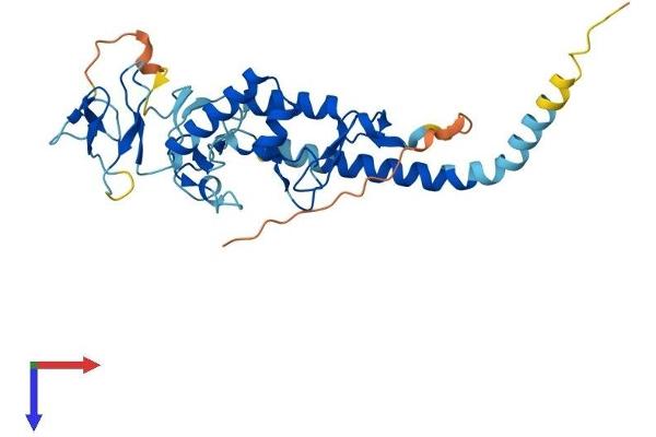 RNF144B Protein (AA 1-303) (His tag)