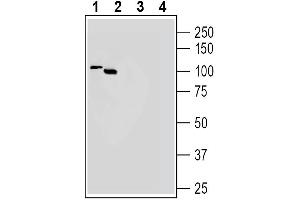 Western blot analysis of human SH-SY5Y neuroblastoma cell line lysates (lanes 1 and 3) and human  monocytic leukemia cell line lysates (lanes 2 and 4):1-2.