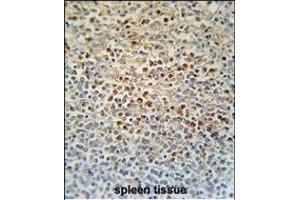 Immunohistochemistry (Paraffin-embedded Sections) (IHC (p)) image for anti-Solute Carrier Family 4, Sodium Bicarbonate Cotransporter, Member 7 (SLC4A7) (AA 1186-1214), (C-Term) antibody (ABIN651842)
