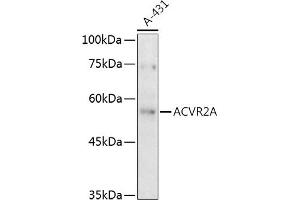 Western blot analysis of extracts of A-431 cells, using A antibody (ABIN3015791, ABIN3015792, ABIN3015793 and ABIN6219141) at 1:500 dilution. (ACVR2A 抗体  (AA 20-140))