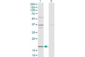 Western Blot analysis of FAU expression in transfected 293T cell line by FAU monoclonal antibody (M03), clone 3C10. (FAU 抗体  (AA 1-133))