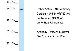 Western Blotting (WB) image for anti-Monooxygenase, DBH-Like 1 (MOXD1) (C-Term) antibody (ABIN2789111) (MOXD1 抗体  (C-Term))