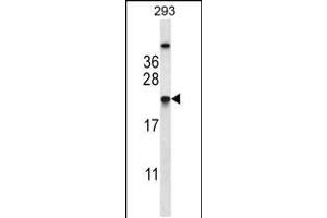 TAGLN2 Antibody (C-term) (ABIN657984 and ABIN2846931) western blot analysis in 293 cell line lysates (35 μg/lane). (TAGLN2 抗体  (C-Term))