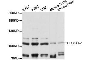 Western blot analysis of extracts of various cell lines, using SLC14A2 antibody (ABIN6292331) at 1:3000 dilution. (Solute Carrier Family 14 (Urea Transporter, Kidney) Member 2 (SLC14A2) 抗体)