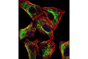 Immunofluorescence (IF) image for anti-ATP Synthase, H+ Transporting, Mitochondrial F0 Complex, Subunit F6 (ATP5J) (AA 28-56) antibody (ABIN656390)
