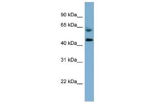 WB Suggested Anti-RMND1  Antibody Titration: 0. (RMND1 抗体  (Middle Region))