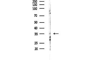 Western blot analysis of lysates from LOV0(heat-shock,45 min treatment), using OR10G2 Antibody at 1/1000 dilution.