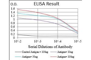 Fig. (Cyclin E1 抗体  (AA 307-410))
