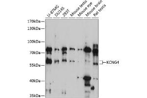 Western blot analysis of extracts of various cell lines, using KCNG4 antibody (ABIN7269489) at 1:3000 dilution.