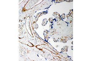 Anti-Iduronate 2 sulfatase antibody, IHC(P) IHC(P): Human Placenta Tissue (IDS 抗体  (C-Term))