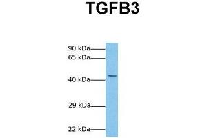 Host:  Rabbit  Target Name:  TGFB3  Sample Tissue:  Human MCF7  Antibody Dilution:  1. (TGFB3 抗体  (Middle Region))