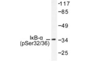 Image no. 1 for anti-Nuclear Factor of kappa Light Polypeptide Gene Enhancer in B-Cells Inhibitor, alpha (NFKBIA) (pSer32), (pSer36) antibody (ABIN318052) (NFKBIA 抗体  (pSer32, pSer36))