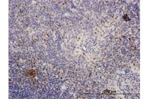 Immunoperoxidase of purified MaxPab antibody to MCM4 on formalin-fixed paraffin-embedded human tonsil. (MCM4 抗体  (AA 1-863))