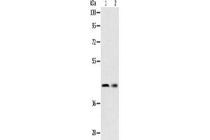 Western Blotting (WB) image for anti-serpin Peptidase Inhibitor, Clade A (Alpha-1 Antiproteinase, Antitrypsin), Member 5 (SERPINA5) antibody (ABIN2422345)