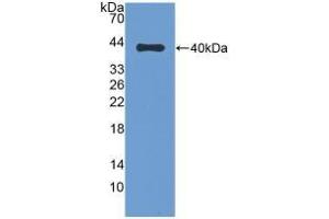 Detection of Recombinant DEFb1, Bovine using Polyclonal Antibody to Defensin Beta 1 (DEFb1) (beta Defensin 1 抗体  (AA 2-64))