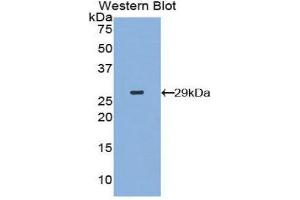 Western Blotting (WB) image for anti-Mitogen-Activated Protein Kinase Kinase Kinase Kinase 5 (MAP4K5) (AA 9-231) antibody (ABIN1859750) (MAP4K5 抗体  (AA 9-231))