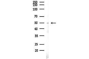 Western blot analysis of lysates from PC12 cells, using IRX5 Antibody at 1/1000 dilution.