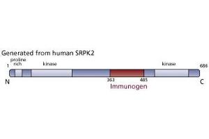 Image no. 3 for anti-SFRS Protein Kinase 2 (SRPK2) (AA 363-485) antibody (ABIN968376) (SRPK2 抗体  (AA 363-485))