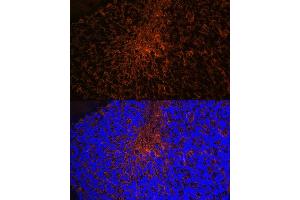 Immunofluorescence analysis of mouse brain using Aquaporin-4 (Aquaporin-4 ) Rabbit mAb (ABIN7265653) at dilution of 1:100 (40x lens). (Aquaporin 4 抗体)