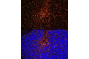 Immunofluorescence analysis of mouse brain using Aquaporin-4 (Aquaporin-4 ) Rabbit mAb (ABIN7265653) at dilution of 1:100 (40x lens). (Aquaporin 4 抗体)