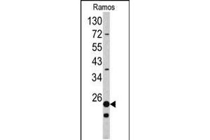 Western blot analysis of RPS9 antibody in Ramos cell line lysates (35ug/lane) (RPS9 抗体  (C-Term))