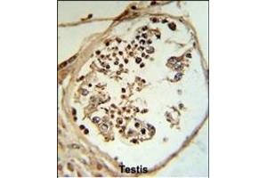 LYAR Antibody (N-term) (R) IHC analysis in formalin fixed and paraffin embedded human testis tissue followed by peroxidase conjugation of the secondary antibody and DAB staining. (LYAR 抗体  (N-Term))