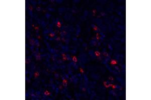 Immunofluorescence (IF) image for anti-Tumor Necrosis Factor Receptor Superfamily, Member 4 (TNFRSF4) (AA 29-216) antibody (ABIN7454031)