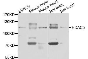 Western blot analysis of extracts of various cell lines, using HDAC5 antibody (ABIN6290464) at 1:1000 dilution. (HDAC5 抗体)