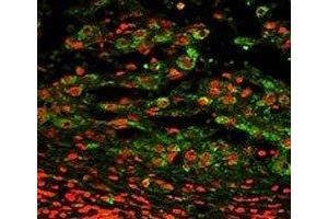 Immunofluorescence (IF) image for anti-Integrin, alpha X (Complement Component 3 Receptor 4 Subunit) (ITGAX) (AA 1119-1145) antibody (ABIN3031404)