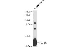 Western blot analysis of extracts of mouse spleen, using FCER1G antibody (ABIN6131643, ABIN6140539, ABIN6140540 and ABIN6216687) at 1:1000 dilution. (FCER1G 抗体  (AA 19-86))