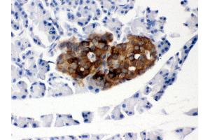 Anti- PRNP Picoband antibody,IHC(P) IHC(P): Rat Pancreas Tissue (PRNP 抗体  (AA 143-230))