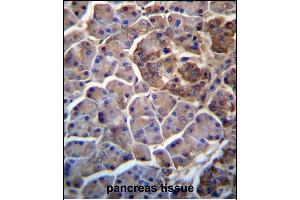 MOSPD2 Antibody (N-term) (ABIN657246 and ABIN2846344) immunohistochemistry analysis in formalin fixed and paraffin embedded human pancreas tissue followed by peroxidase conjugation of the secondary antibody and DAB staining. (MOSPD2 抗体  (N-Term))