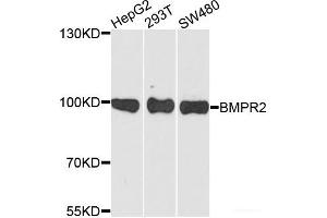 Western blot analysis of extracts of various cell lines using BMPR2 Polyclonal Antibody at dilution of 1:1000. (BMPR2 抗体)
