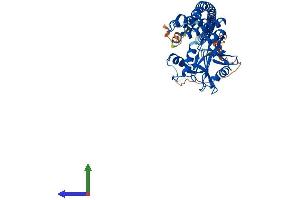 Protein Structure (PS) image for STAM Binding Protein-Like 1 (STAMBPL1) (AA 1-436) protein (His tag) (ABIN7558168)
