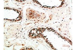 Immunohistochemical analysis of paraffin-embedded human-testis, antibody was diluted at 1:200 (MZB1 抗体  (AA 1-50))