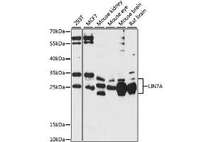 Western blot analysis of extracts of various cell lines, using LIN7A antibody (ABIN7268268) at 1:1000 dilution. (LIN7A 抗体  (AA 1-90))
