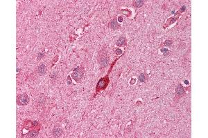Anti-HMOX2 / Heme Oxygenase 2 antibody IHC of human brain, cortex. (HMOX2 抗体  (N-Term))