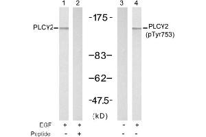 Image no. 1 for anti-Phospholipase C gamma 2 (PLCG2) (Tyr753) antibody (ABIN197402)